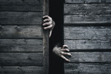 Fototapeta Na ścianę - Zombie hands rising out from gap. Old wooden barn. Close up. Darkness horror and halloween background concept.

