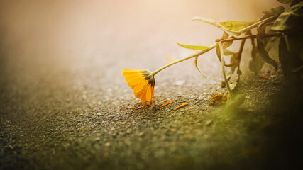 A beautiful fragrant calendula flower is fading, dropping yellow petals on the asphalt, illuminated by light. Nature and medicinal herbs.