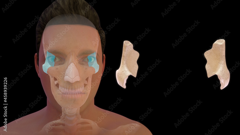 Prominent Bone zygomatic bone- the bone that forms the prominent part of the cheek and ...