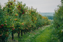 Amazing Green Apple Trees Garden. Ripe Red Fruits, Organic Food, Agricultural Concept.