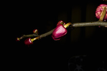 Red Orchid Bud In Close Up With Black Background.