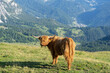 hairy upland cow on lush alpine pasture high up on Seceda in the Italian Dolomites