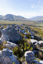Nature Trail In The Fynbos, Phillipskop Nature Reserve