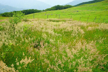 Sticker - Beautiful Outdoor Green Field View of Shikoku Karst Natural Park in Kochi, Shikoku, Japan - 日本 高知県 四国カルスト 姫鶴平 高原