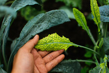 Hand Holding Young Dinosaur Kale (dino Kale, Tuscan Kale, Lacinato Kale) Grows In A Organic Farm.