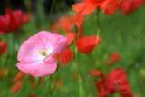 Fototapeta Maki - red poppy flowers