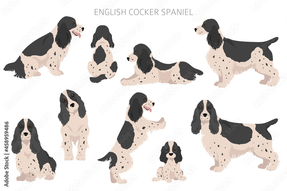 English cocker spaniel clipart. Different poses, coat colors set Stock ...