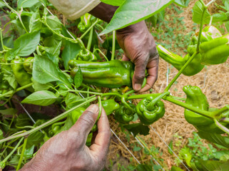 African farmer harvests a cubanelle italian green chile pepper in a vegetable garden