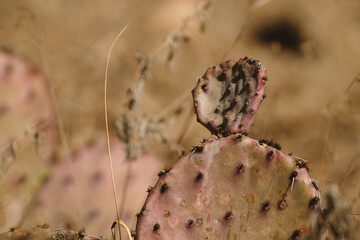 Poster - Prickly pear cactus during dry winter in natural Texas environment with blurred background shallow depth of field.