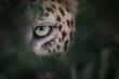 The eye of a leopard, Panthera pardus, looking through greenery, natural frame