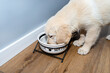 A golden retriever puppy stands on modern vinyl panels in the living room of a home and drinks water from a ceramic bowl.