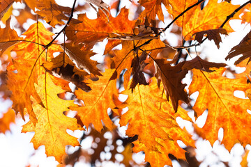 Canvas Print - The warm rays of the autumn sun make their way through the multicolored lush foliage of red oak. Autumn leaves background. Oak tree branch with colorful yellow orange brown leaves
