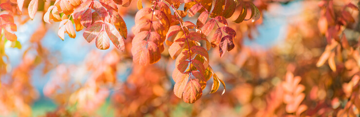 Wall Mural - Beautiful panoramic autumn scenery with colorful leaves and bokeh background