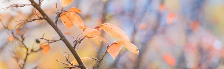 Wall Mural - Beautiful panoramic autumn scenery with colorful leaves and bokeh background