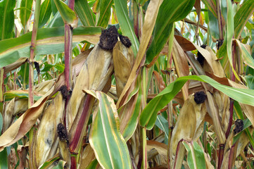 Wall Mural - A cob ripened on a corn stalk