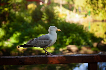 Herring Gull perched in a English park,beautifully backlit by the Summer Sun