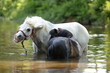 Badetag mit ponies. ponies beim Baden im See