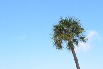 palm tree against blue sky