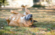 A happy Shepherd mixed breed dog rolling on its back in the grass