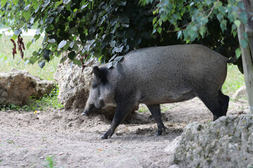 Canvas Print - Black wild boar in a farmland