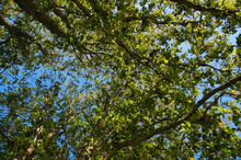 Low Angle Shot Of White Alder (Alnus Rhombifolia) Trees With Blue Sky Background