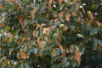 Canvas Print - Autumn leaves of persimmon. Ebenaceae deciduous fruit trees.