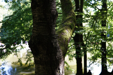 Sticker - Selective focus shot of a mossy bark