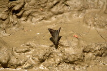 Brown Skipper Butterfly At A Mud Puddle In Ayampe, Ecuador