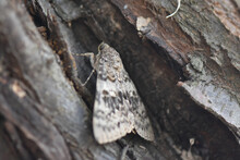 Closeup Shot Of A Gray Butterfly On A Tree With Beautiful Patterns On It