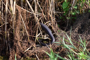 Sticker - Closeup shot of a black snake in the jungle