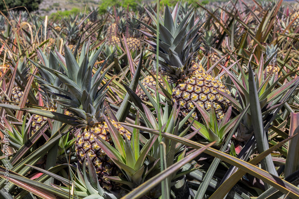 Cultivo de piñas en el campo colombiano Stock Photo | Adobe Stock