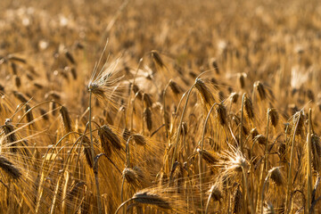 Sticker - Natural background with a view of a field with grain crops