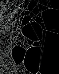 real frost covered spider web isolated on black. for spooky halloween decoration.