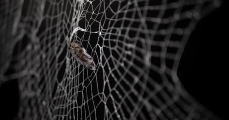 Wall Mural - real spooky spider web with insect trapped in web.