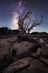 Wall Mural - beautiful milky way galaxy with dry trees rocks and shadow of the milky way along the mekong river. 