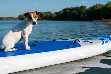 Jack russell terrier dog on a sup board. Summer sport