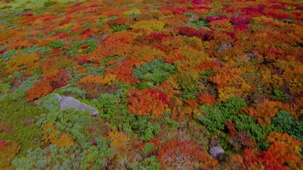 Wall Mural - 三ツ石山の紅葉空撮