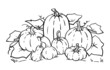 Vector pumpkin line art, outline illustration for coloring pages, coloring book. Pumpkins and gourds different sizes and various shapes.