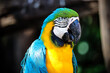 close up portrait of colorful blue and yellow macaw parrot bird Ara ararauna
