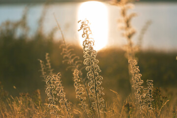 Poster - Autumn meadow