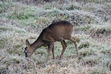 A Young Male Roebuck With Growing Antlers Covered In A Thin Layer Of Fluffy Fur Eating Frosty Grass In A Meadow