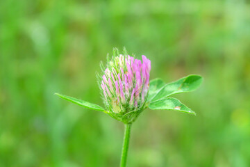 Pink clover and green grass in the garden