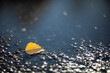 Closeup Yellow autumn leaves lying in a puddle lit by the bright sun on a blurred background.