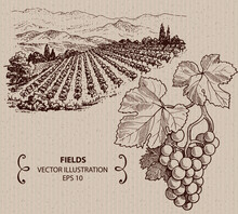 Vineyard Landscape, Hand Drawn Illustration