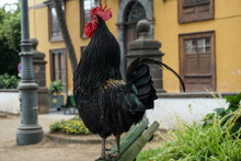 Rooster With A Red Comb Standing On A Bench