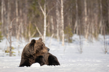 Wall Mural - Big male brown bear is lying down in the snow in winter forest in Finland near Russian border
