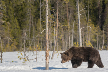 Wall Mural - Big male brown bear is walking on a snowy bog in Finland near Russian border