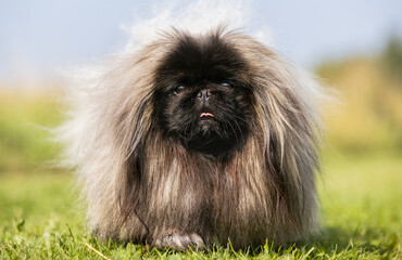 Sticker - Pekingese dog breed