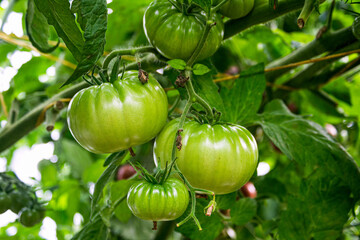 Wall Mural - Ripe green tomatoes on branches in a greenhouse. Last harvest in autumn.