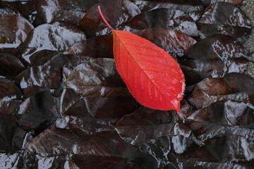 Wall Mural - Lonely bright red leaf on background of fallen dark foliage. Concept of individuality and uncommonness.
